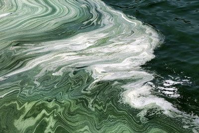 河流里的海藻泛滥，污染了绿色的水。