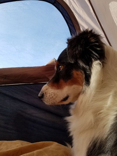 帐篷里的澳大利亚牧羊犬
