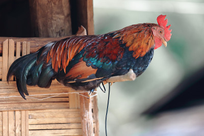 红色junglefowl-gallus背带。Khmu山部落村- muang Khua地区-丰萨利省-
