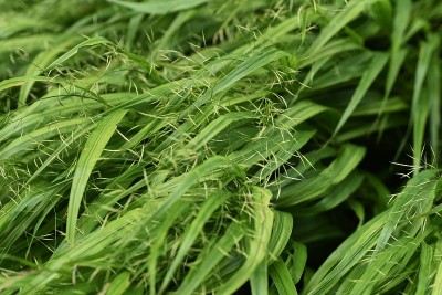 日本森林草地