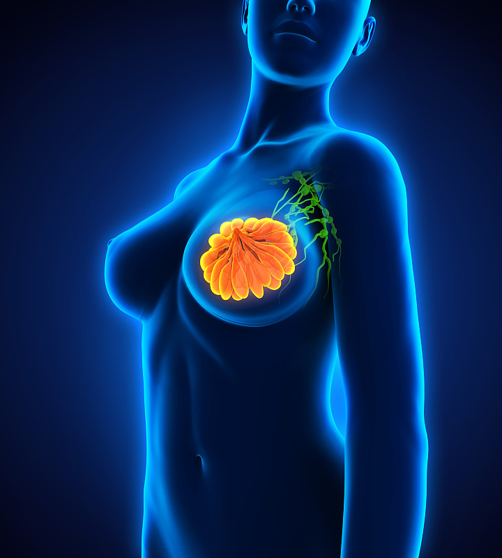 女性乳房解剖学