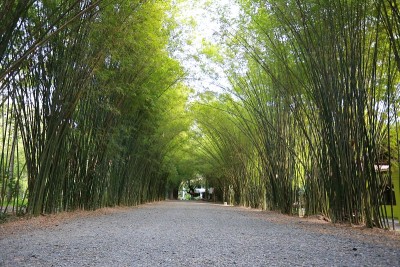 树隧道