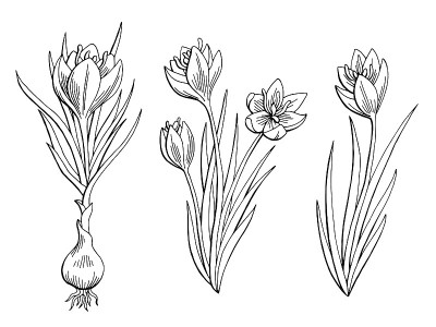 藏红花图形花黑白孤立素描插图矢量