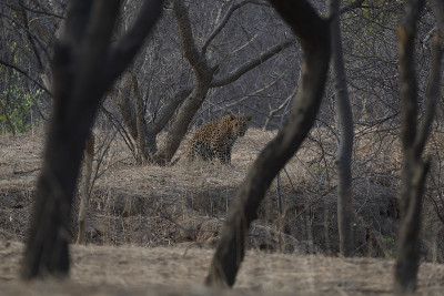 豹(Panthera pardus)