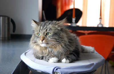 猫