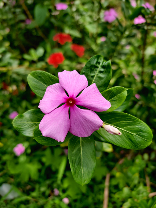 粉红色马达加斯加长春花或亮眼花