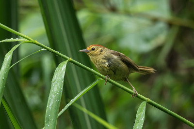 Rufous-capped胡说之人