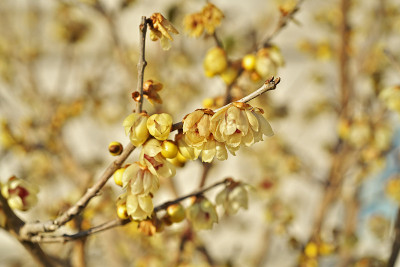 Chimonanthus praecox