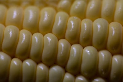 实验室开花和果实结构教育研究。