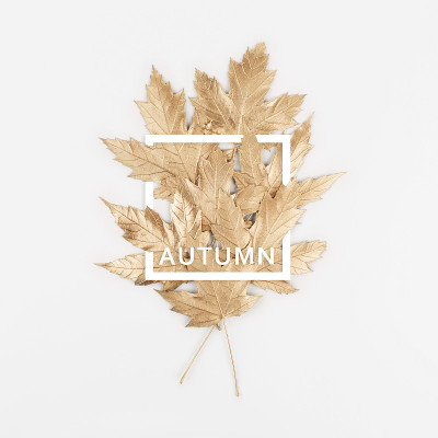 Autumn composition. Autumn golden leaves on white 