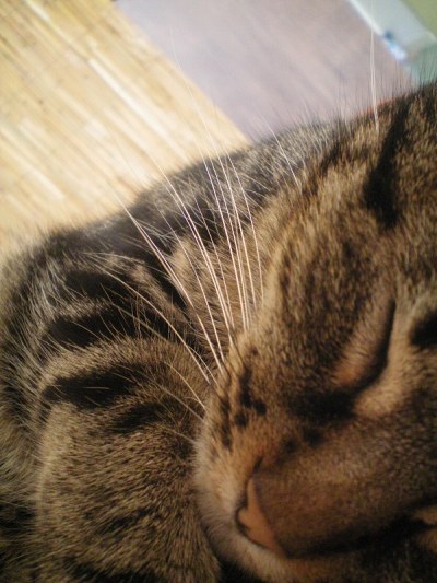 猫爱