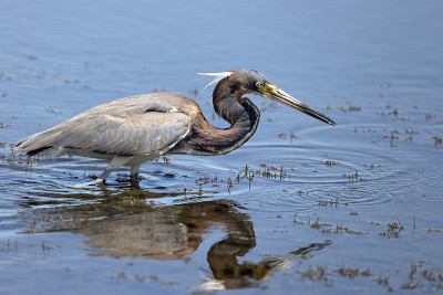 三原色Heron