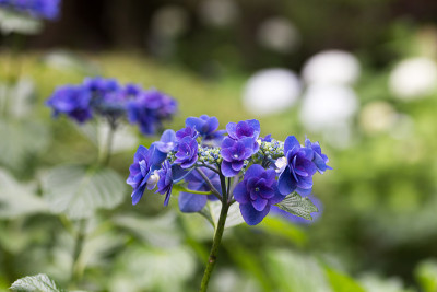 绣球花