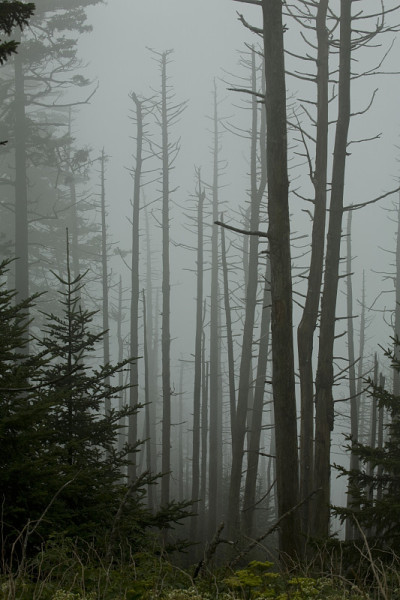 死亡的弗雷泽冷杉，克林曼斯圆顶，大烟山
