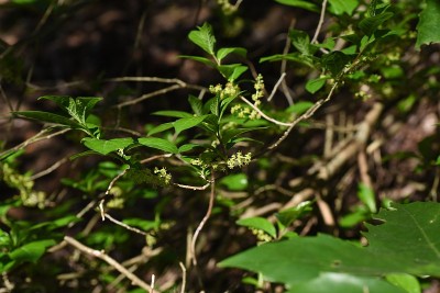 锦鲤雄花
