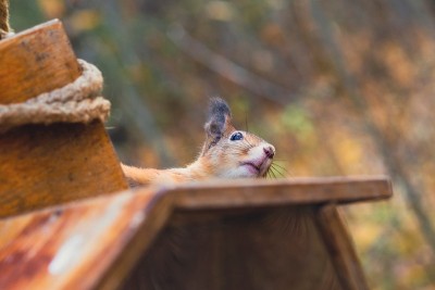 秋天的森林里的Sciurus