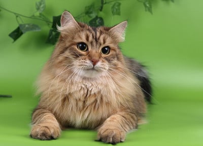 猫，毛茸茸的可爱宠物。