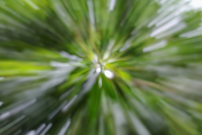 绿色的树木模糊背景，速度变焦效果