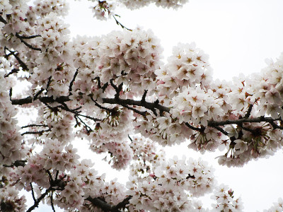 2020年4月，美丽的樱花在春天盛开