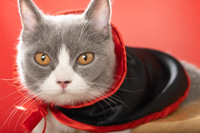一只可爱的英国短毛猫，穿着万圣节女巫斗篷，近距离看着镜头