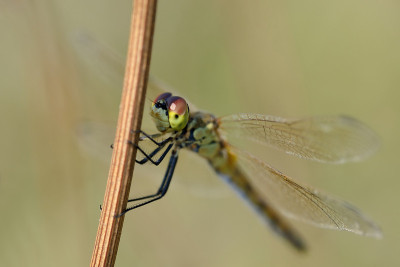 Sympetrum depressiusculum,女