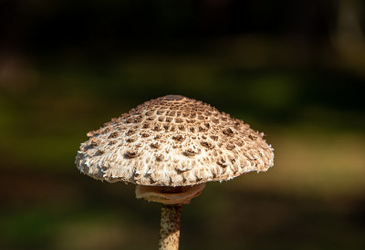 成熟遮阳伞蘑菇巨无前果或莱皮奥塔蛋白石