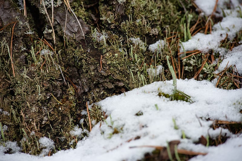 Macrophotography. Moss and lichen.