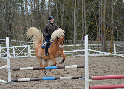 Showjumping