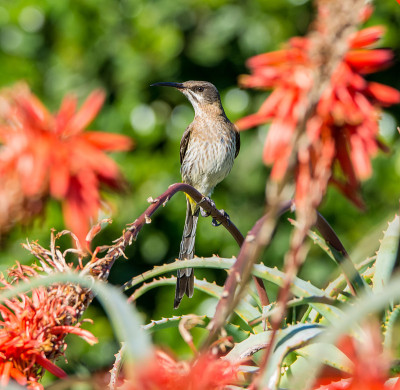 Sugarbird角