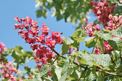 红马栗，圆锥花序开花