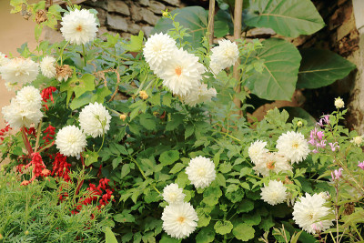 白色大丽花。Ghandruk-Nepal。0618