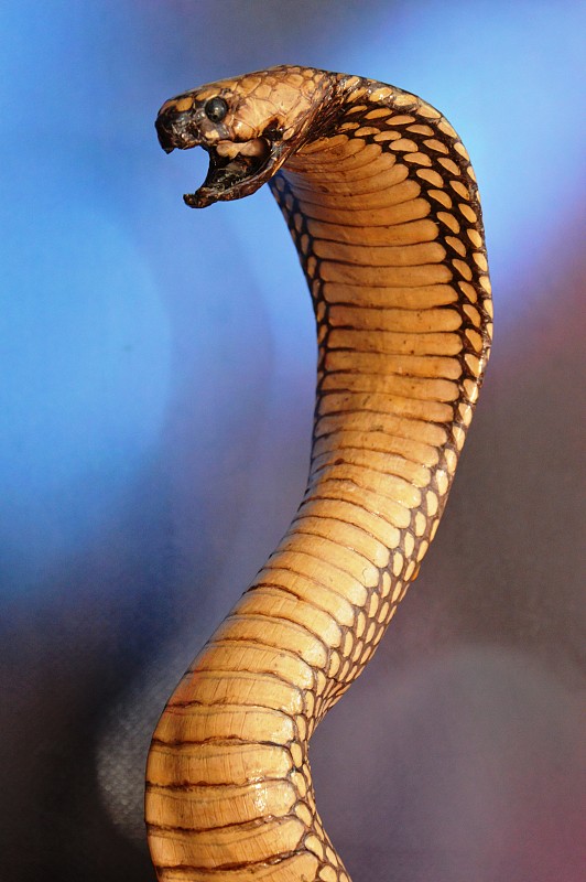 King Cobra