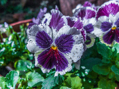 三色堇花和雨滴