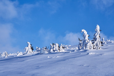 被埋在大山的雪林里