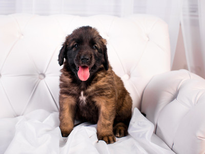 白色沙发上的小狗Leonberger