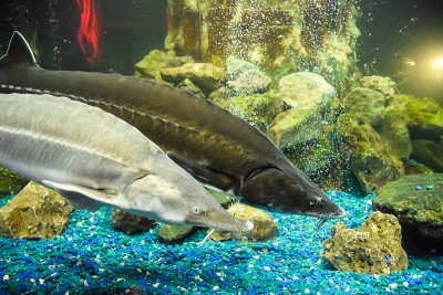 鲟鱼在海洋馆的水族箱里游泳。鲟鱼鱼