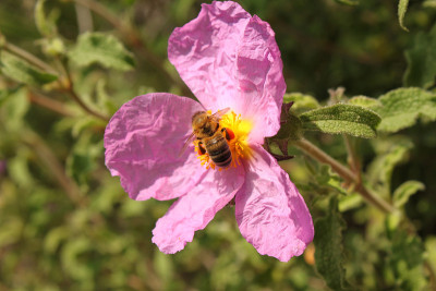 蜜蜂