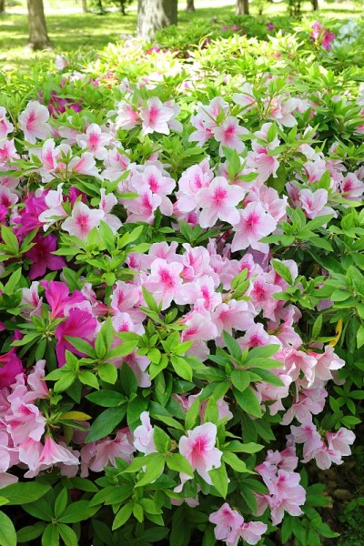 杜鹃花