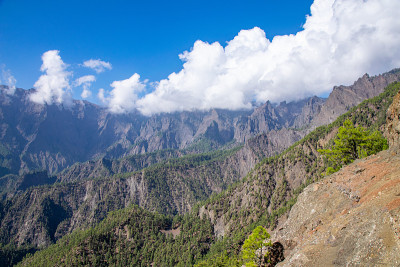 加那利群岛的火山景观和加那利岛松树林(卡纳利松)在米拉多德拉Cumbrecita，拉帕尔马，加那利群