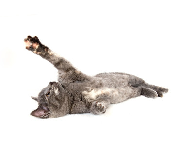 小猫躺在地上，晃着爪子