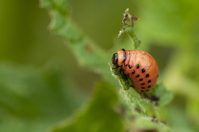 科罗拉多甲虫的幼虫- leptinotarsa decemlinata -马铃薯农业马铃薯