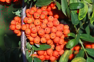 花楸，花楸