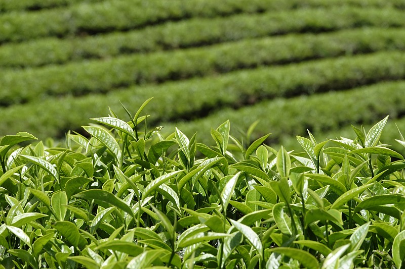 高原绿茶农场