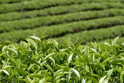 高原绿茶农场