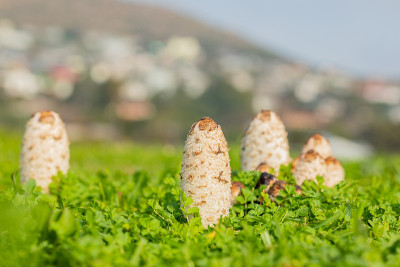 生长在乡村草地上的野生食用蘑菇