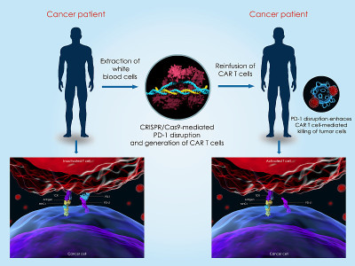 CRISPR-Cas9系统可以治疗癌症