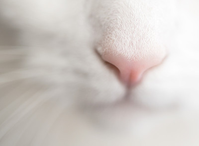 鼻子