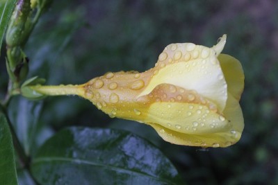 黄色的Allamanda cathartia盛开在花园里，雨点落在上面。常用名称:brown-bud