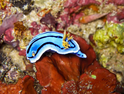 菲律宾海的海蛞蝓或海蛞蝓(海蛞蝓)