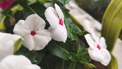 长春花是一种生长低矮的多年生植物(Catharanthus roseus)，原产于马达加斯加，开粉红